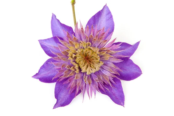 Flor de clematis púrpura — Foto de Stock