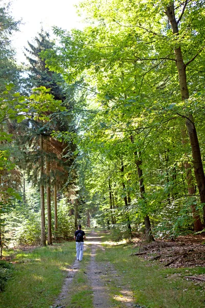 Spacerując po lesie — Zdjęcie stockowe