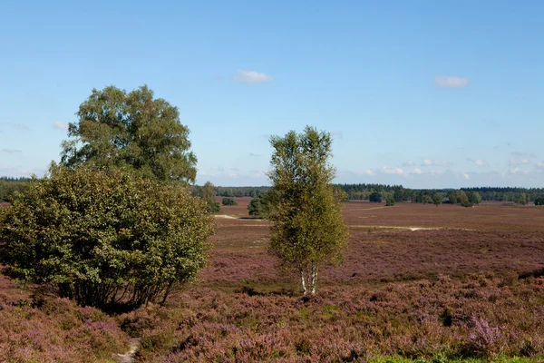 stock image Field with dutch heath