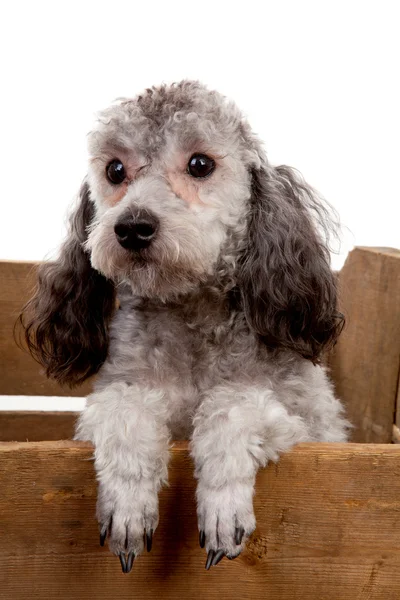 Grey poodle dog in wooden crate