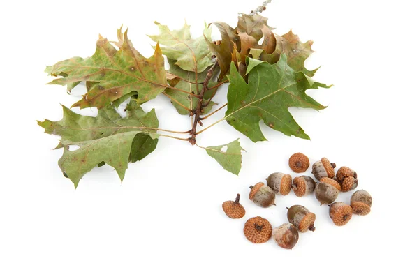 Autumn leaves with acorns — Stock Photo, Image