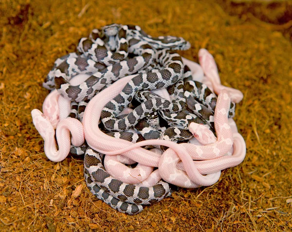 Пара молодых змей — стоковое фото