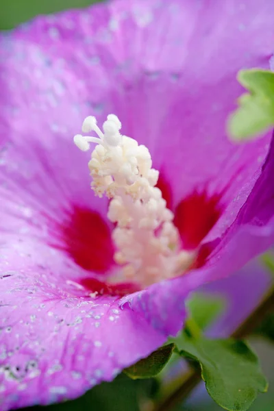 Фіолетова квітка гібіскуса впритул — стокове фото