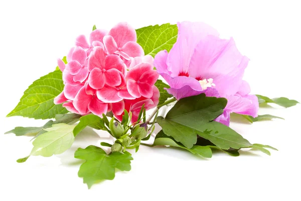 Pembe HORTENSIA ve hibiscus çiçek — Stok fotoğraf