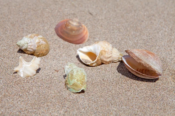 浜辺の貝 — ストック写真