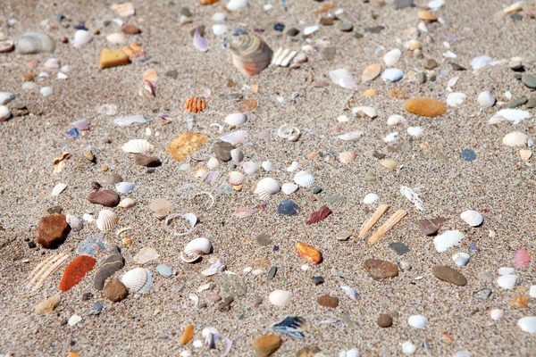 Pozadí skořápek na pláži — Stock fotografie