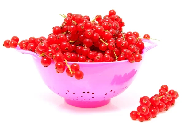 Pink colander with red currant berries — Stock Photo, Image