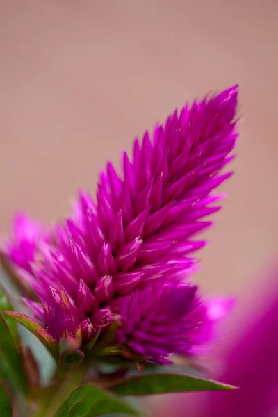 Pink celosia venezuela flower — Stock Photo, Image