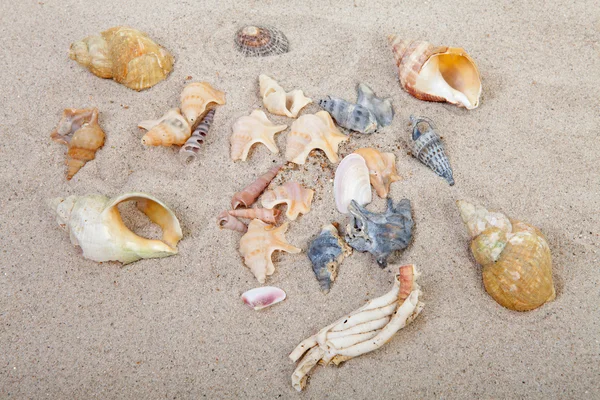 Hintergrund des Strandes mit Muscheln — Stockfoto