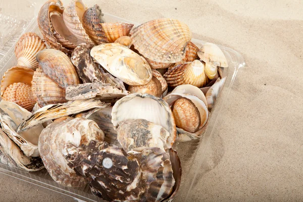 堆的海滩上的贝壳 — 图库照片