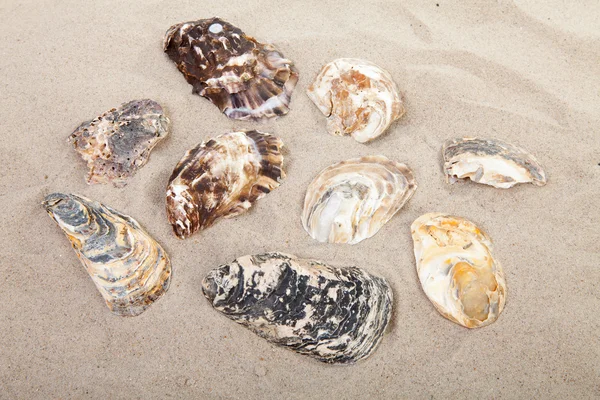 海滩上的贝壳的背景 — 图库照片
