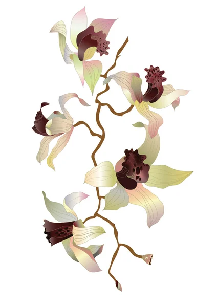 Orkide şube 1 — Stok Vektör