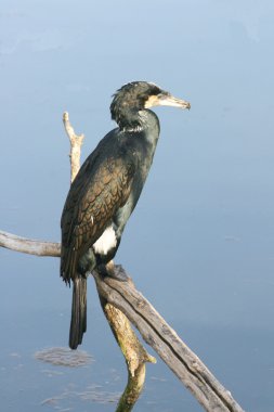 Kormoran clipart