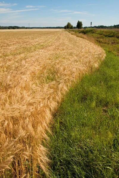 熟した小麦 — ストック写真