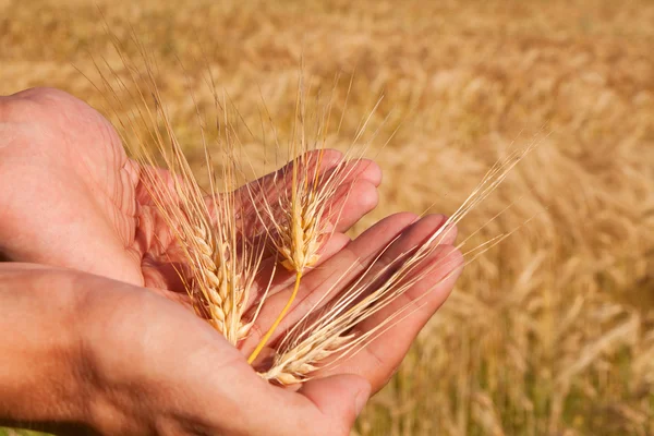 Ripe wheat Stock Picture