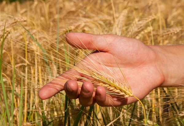 成熟的小麦 免版税图库照片