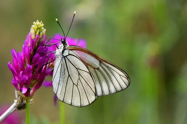 stock image Butterfly on flower