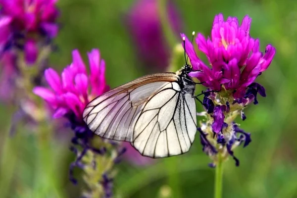 蝴蝶在花上 — 图库照片#