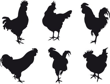 Cockerel vector clipart