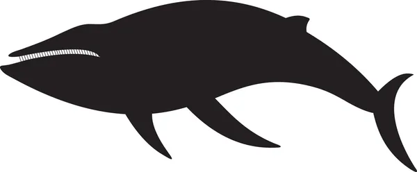 Whale vector — Stock Vector