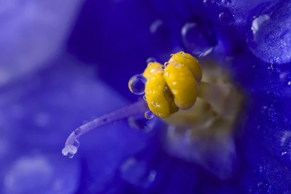 Viola sororia kwiat detal — Zdjęcie stockowe