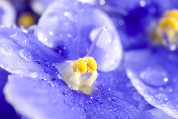 Viola sororia kwiat detal — Zdjęcie stockowe