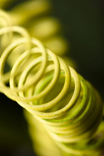 stock image Abstract detail of climber plant