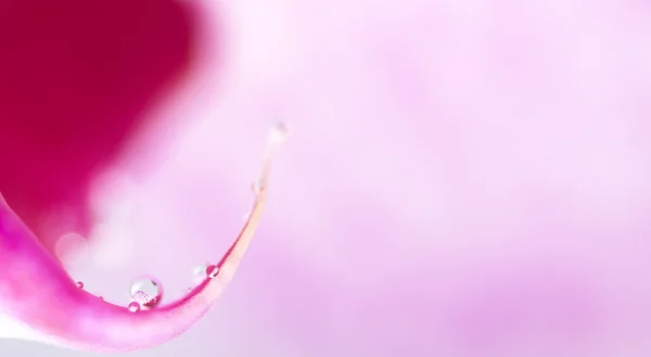 Abstract flower detail — Stock Photo, Image