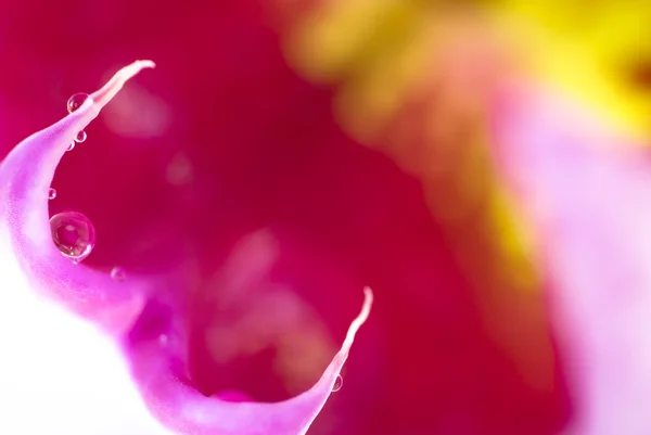 Abstract orchid detail — Stock Photo, Image