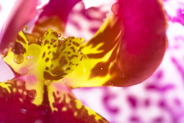 Orchidea kwiat detal — Zdjęcie stockowe