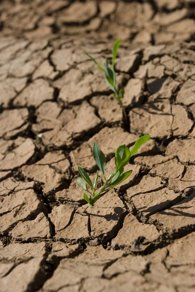 Kuru toprak kırık — Stok fotoğraf