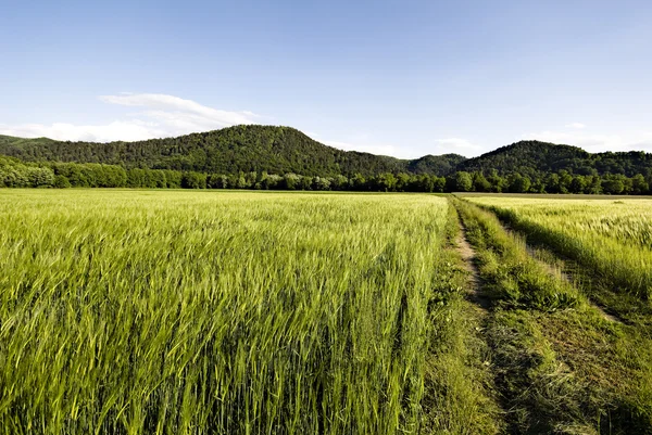 Пшеничные поля Словении — стоковое фото