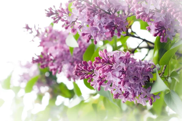 stock image Lilacs