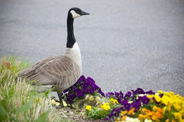 Canadian Geese clipart