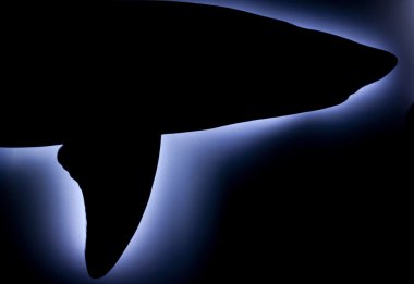 köpekbalığı siluet