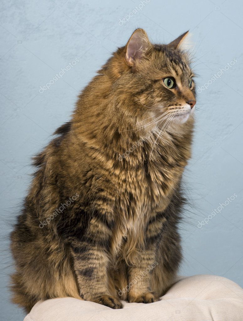 Adult maine coon cat — Stock Photo © j0ycem #3146929