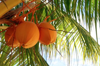 Orange Coconut Tree clipart