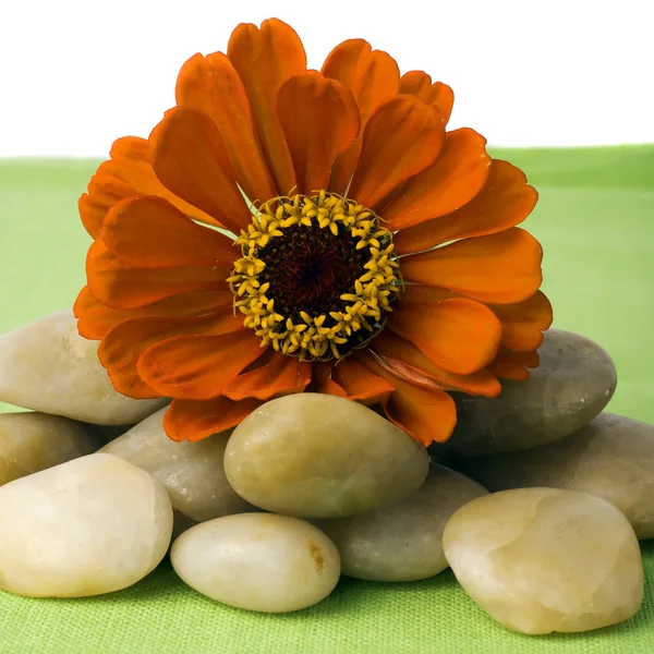Orange zinnia on river rocks — Stock Photo, Image