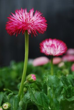 Bellis lerdeki