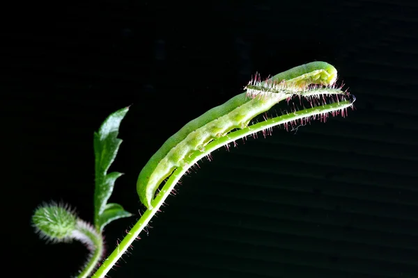 Гусениця — стокове фото