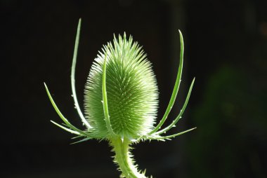 Teasel clipart