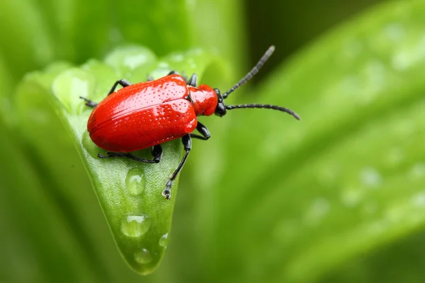 stock image Lily beetle