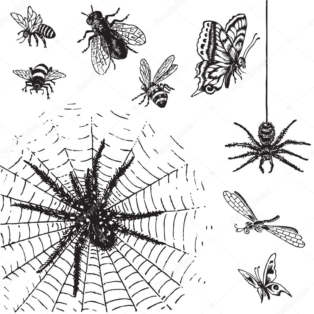 Antique insects set (vector)