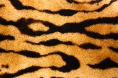 Tiger Texture clipart