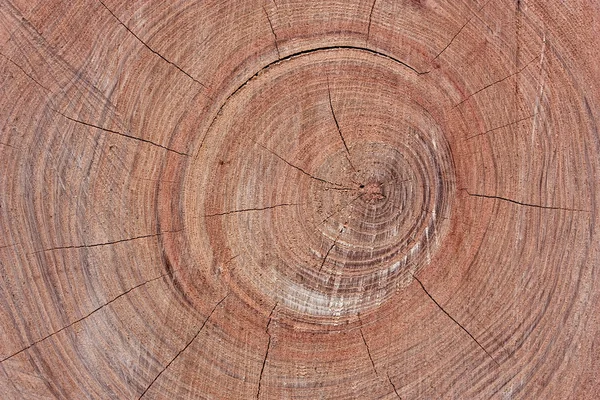 stock image Tree Ring Background