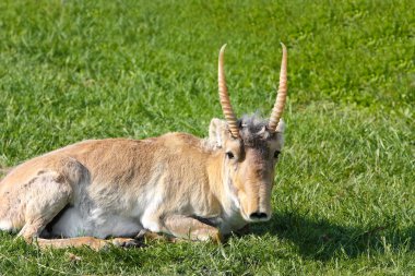 Saiga on background of green grass clipart