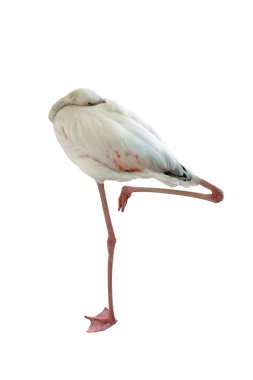 beyaz üzerine pembe flamingo