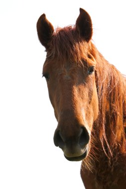 Wild horse on the meadow clipart