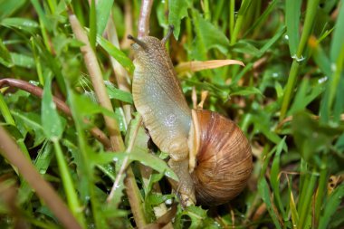 çim Snail