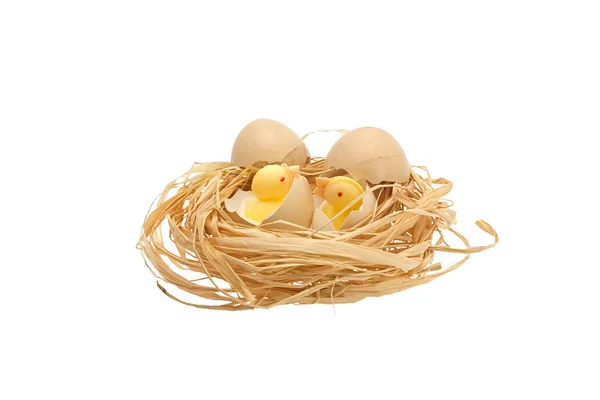 Chickens in the nest — Stock Photo, Image
